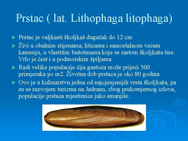 Prstac ( lat. Lithophaga litophaga) Prstac je valjkasti školjkaš dugačak do 12 cm Ø