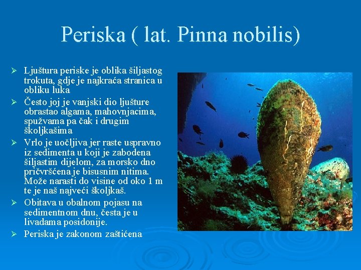 Periska ( lat. Pinna nobilis) Ø Ø Ø Ljuštura periske je oblika šiljastog trokuta,