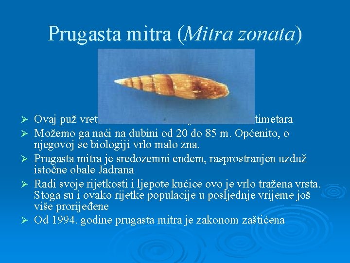 Prugasta mitra (Mitra zonata) Ø Ø Ø Ovaj puž vretenaste kućice velik je desetak