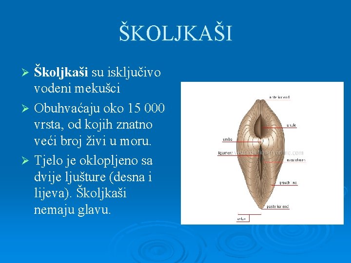 ŠKOLJKAŠI Školjkaši su isključivo vodeni mekušci Ø Obuhvaćaju oko 15 000 vrsta, od kojih