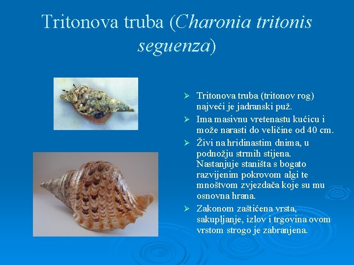 Tritonova truba (Charonia tritonis seguenza) Ø Ø Tritonova truba (tritonov rog) najveći je jadranski