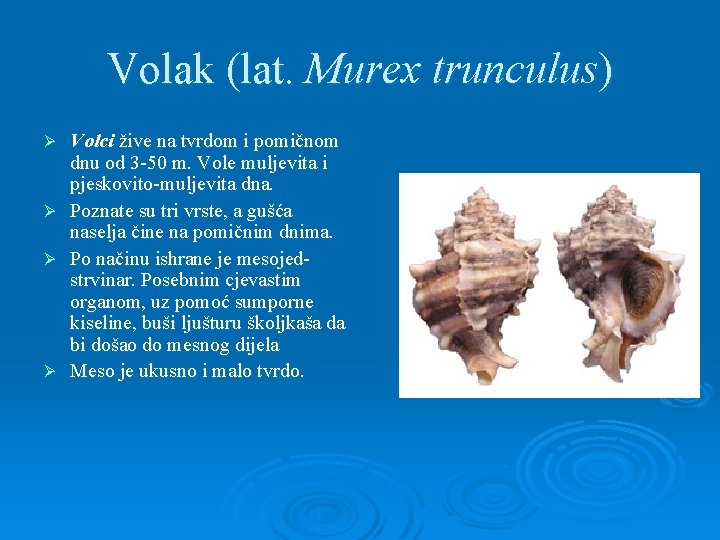 Volak (lat. Murex trunculus) Volci žive na tvrdom i pomičnom dnu od 3 -50