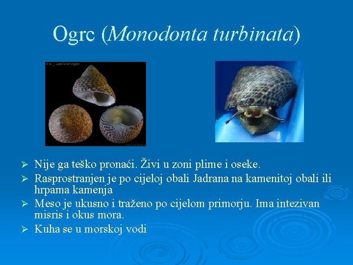 Ogrc (Monodonta turbinata) Nije ga teško pronaći. Živi u zoni plime i oseke. Rasprostranjen