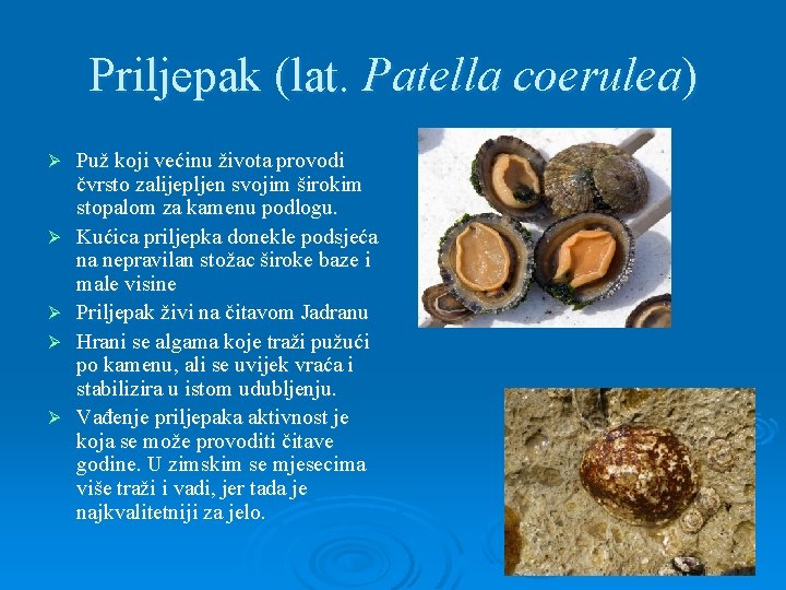 Priljepak (lat. Patella coerulea) Ø Ø Ø Puž koji većinu života provodi čvrsto zalijepljen