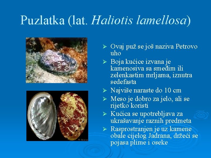 Puzlatka (lat. Haliotis lamellosa) Ø Ø Ø Ovaj puž se još naziva Petrovo uho