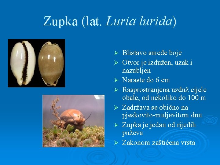 Zupka (lat. Luria lurida) Ø Ø Ø Ø Blistavo smeđe boje Otvor je izdužen,