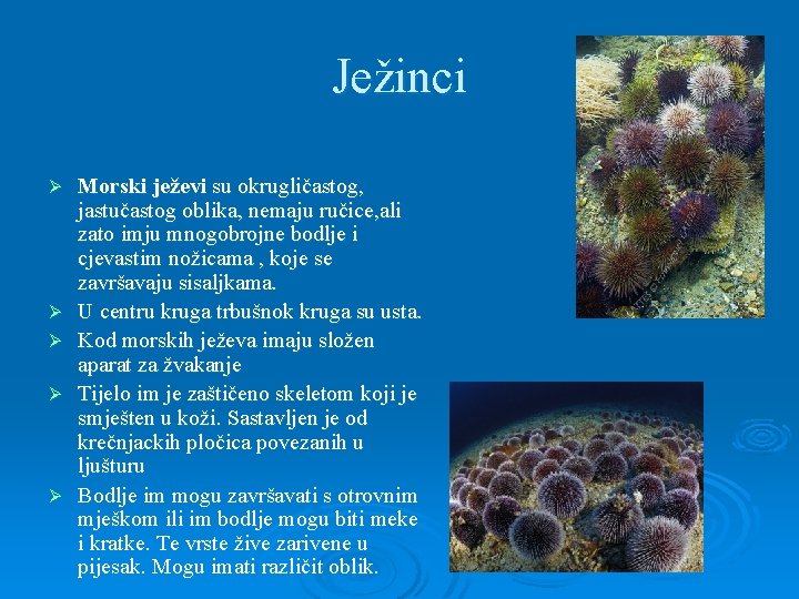 Ježinci Ø Ø Ø Morski ježevi su okrugličastog, jastučastog oblika, nemaju ručice, ali zato