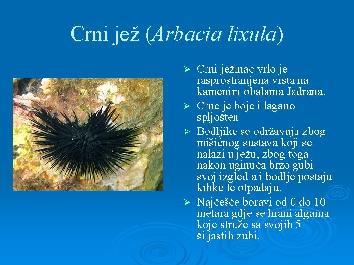 Crni jež (Arbacia lixula) Crni ježinac vrlo je rasprostranjena vrsta na kamenim obalama Jadrana.