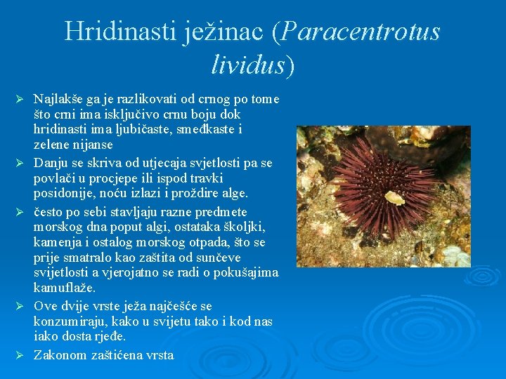 Hridinasti ježinac (Paracentrotus lividus) Ø Ø Ø Najlakše ga je razlikovati od crnog po