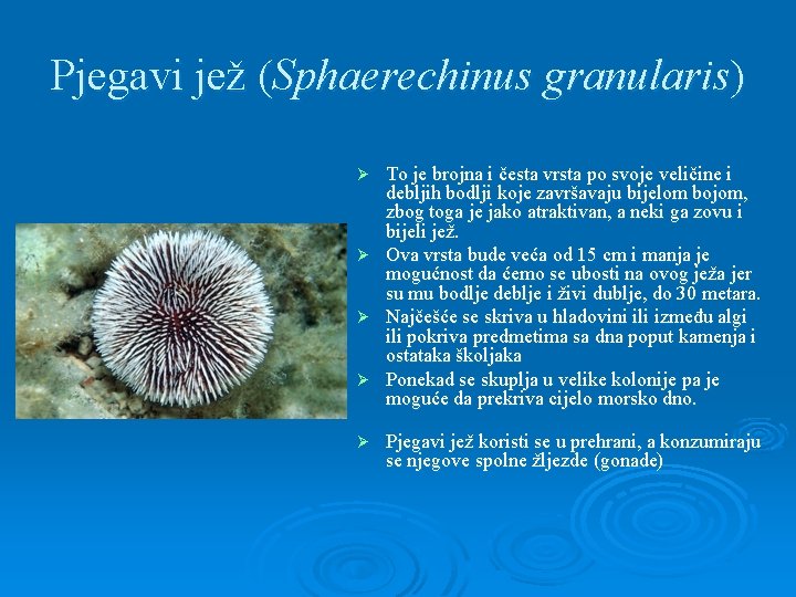 Pjegavi jež (Sphaerechinus granularis) To je brojna i česta vrsta po svoje veličine i