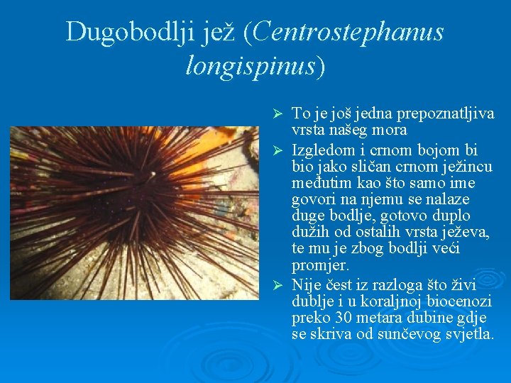 Dugobodlji jež (Centrostephanus longispinus) To je još jedna prepoznatljiva vrsta našeg mora Ø Izgledom