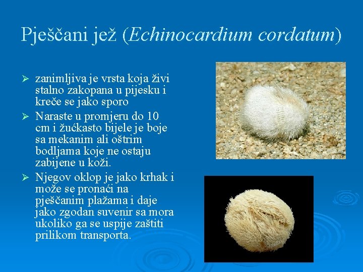 Pješčani jež (Echinocardium cordatum) zanimljiva je vrsta koja živi stalno zakopana u pijesku i