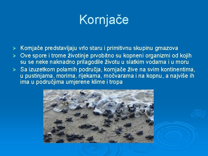 Kornjače predstavljaju vrlo staru i primitivnu skupinu gmazova Ø Ove spore i trome životinje