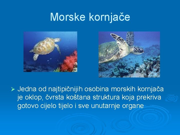 Morske kornjače Ø Jedna od najtipičnijih osobina morskih kornjača je oklop, čvrsta koštana struktura