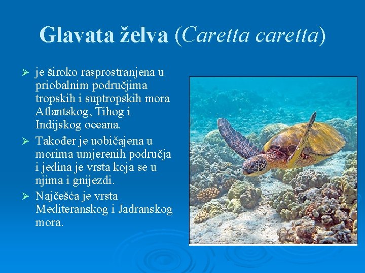 Glavata želva (Caretta caretta) je široko rasprostranjena u priobalnim područjima tropskih i suptropskih mora