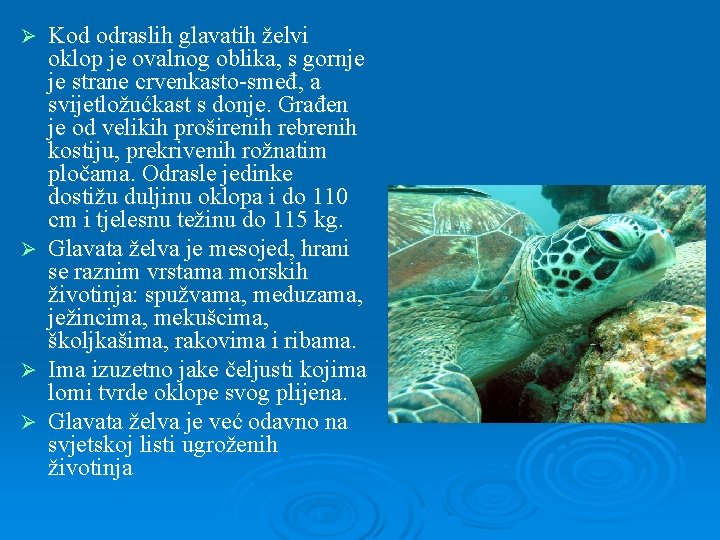 Ø Ø Kod odraslih glavatih želvi oklop je ovalnog oblika, s gornje je strane