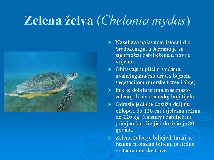 Zelena želva (Chelonia mydas) Ø Ø Ø Naseljava uglavnom istočni dio Sredozemlja, u Jadranu
