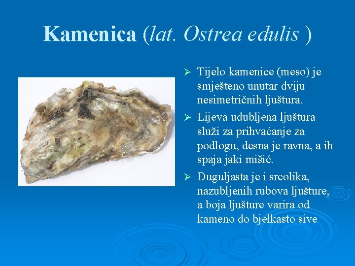 Kamenica (lat. Ostrea edulis ) Tijelo kamenice (meso) je smješteno unutar dviju nesimetričnih ljuštura.