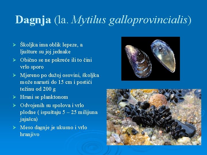 Dagnja (la. Mytilus galloprovincialis) Ø Ø Ø Školjka ima oblik lepeze, a ljušture su