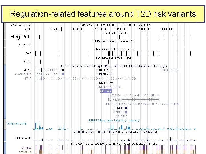 Regulation-related features around T 2 D risk variants Reg Pot 