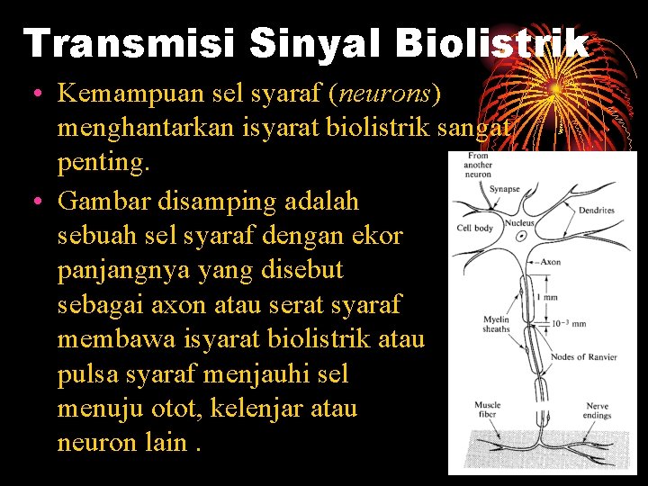 Transmisi Sinyal Biolistrik • Kemampuan sel syaraf (neurons) menghantarkan isyarat biolistrik sangat penting. •