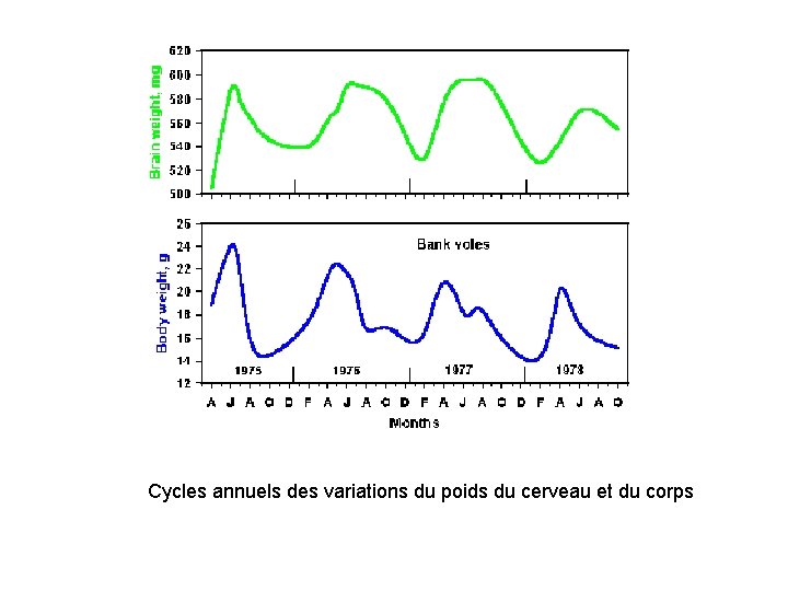 Cycles annuels des variations du poids du cerveau et du corps 