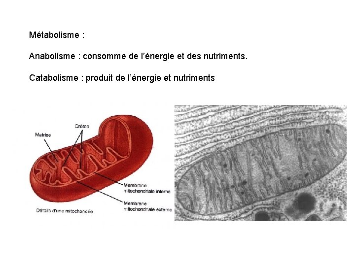 Métabolisme : Anabolisme : consomme de l’énergie et des nutriments. Catabolisme : produit de