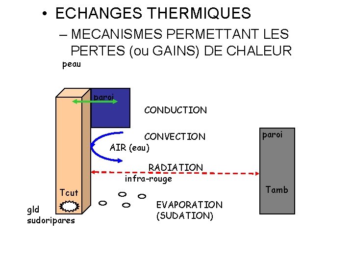  • ECHANGES THERMIQUES – MECANISMES PERMETTANT LES PERTES (ou GAINS) DE CHALEUR peau