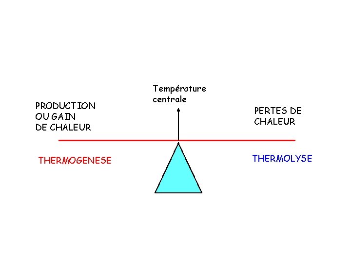 PRODUCTION OU GAIN DE CHALEUR THERMOGENESE Température centrale PERTES DE CHALEUR THERMOLYSE 