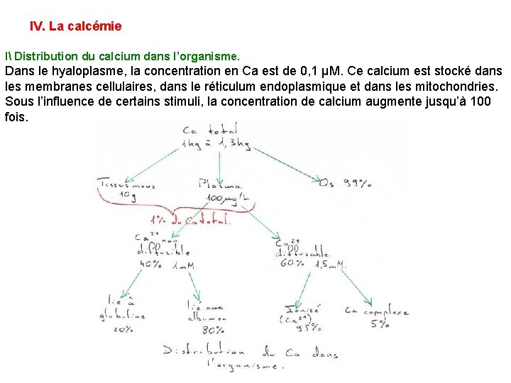 IV. La calcémie I Distribution du calcium dans l’organisme. Dans le hyaloplasme, la concentration