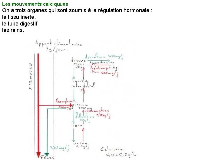 Les mouvements calciquues On a trois organes qui sont soumis à la régulation hormonale