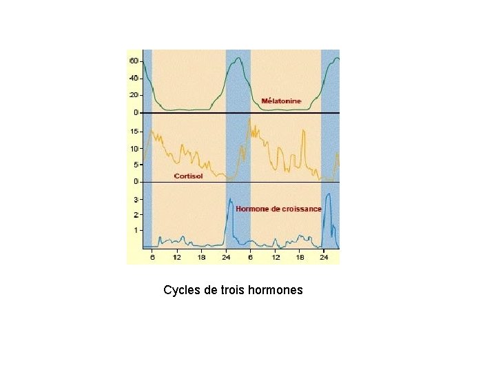 Cycles de trois hormones 