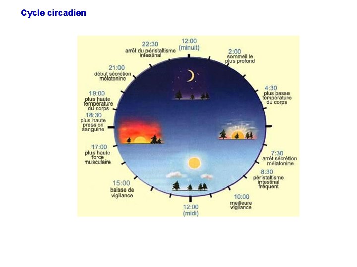 Cycle circadien 