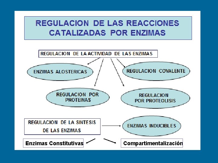 Enzimas Constitutivas Compartimentalización 