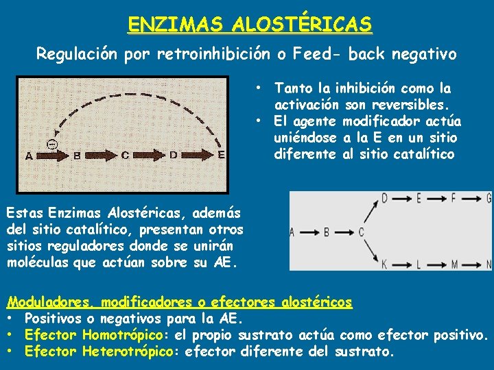 ENZIMAS ALOSTÉRICAS Regulación por retroinhibición o Feed- back negativo • Tanto la inhibición como