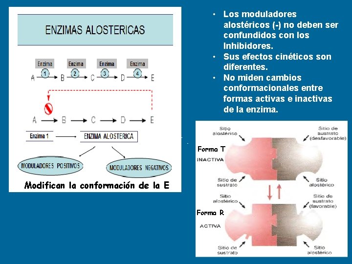  • Los moduladores alostéricos (-) no deben ser confundidos con los Inhibidores. •