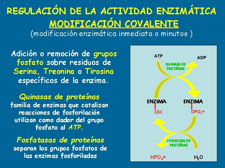REGULACIÓN DE LA ACTIVIDAD ENZIMÁTICA MODIFICACIÓN COVALENTE (modificación enzimática inmediata o minutos ) Adición