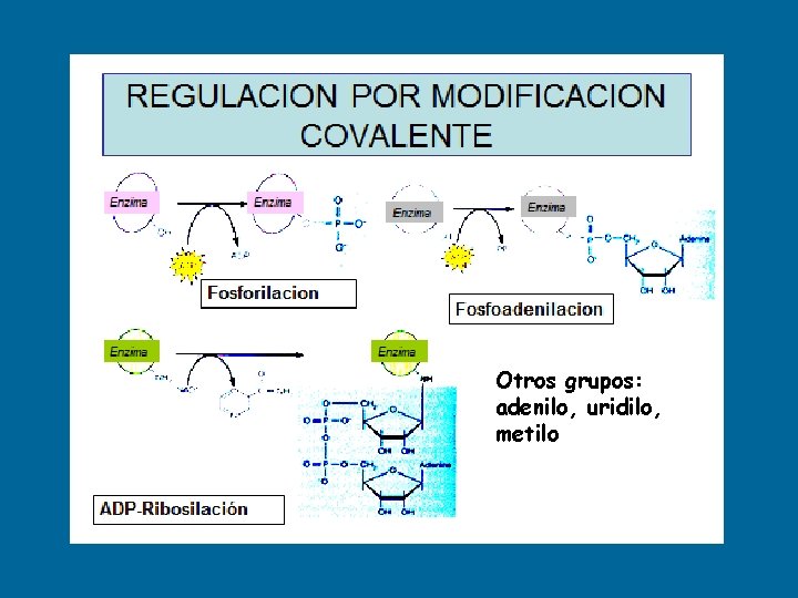 Otros grupos: adenilo, uridilo, metilo 