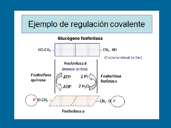 Glucógeno fosforilasa 