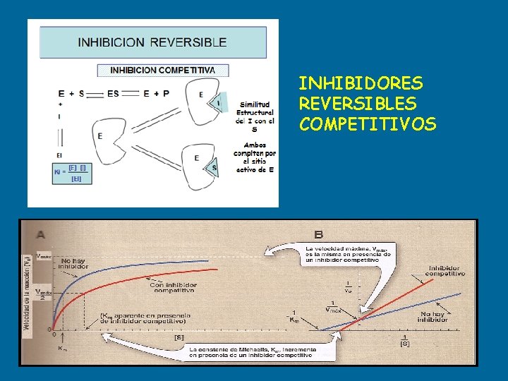INHIBIDORES REVERSIBLES COMPETITIVOS 