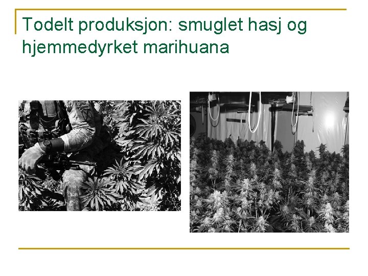 Todelt produksjon: smuglet hasj og hjemmedyrket marihuana Todelt produksjon: smuglet hasj og hjemmedyrket marihuana