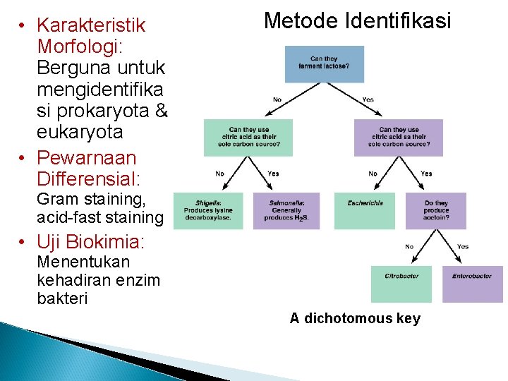  • Karakteristik Morfologi: Berguna untuk mengidentifika si prokaryota & eukaryota • Pewarnaan Differensial: