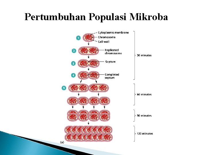 Pertumbuhan Populasi Mikroba 