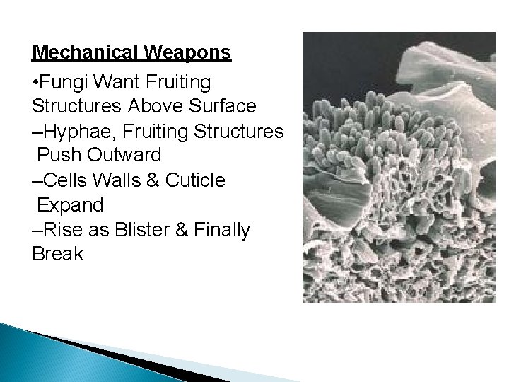 Mechanical Weapons • Fungi Want Fruiting Structures Above Surface –Hyphae, Fruiting Structures Push Outward