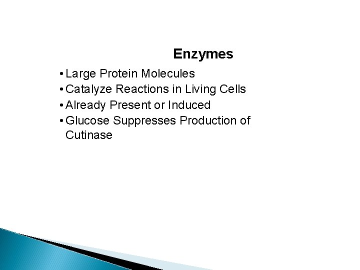 Enzymes • Large Protein Molecules • Catalyze Reactions in Living Cells • Already Present