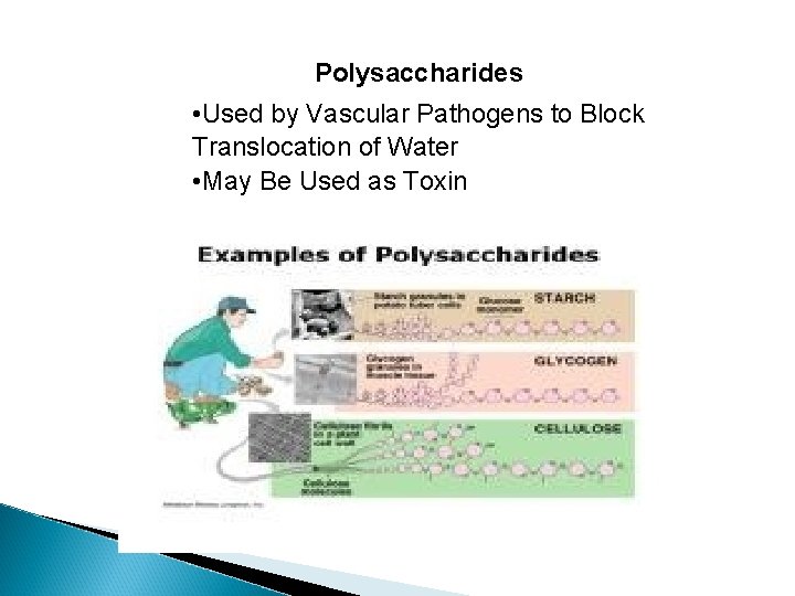 Polysaccharides • Used by Vascular Pathogens to Block Translocation of Water • May Be