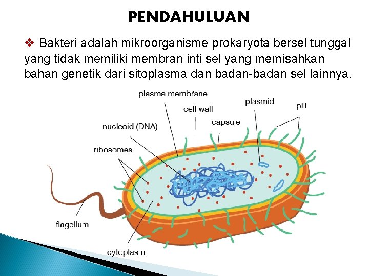 PENDAHULUAN v Bakteri adalah mikroorganisme prokaryota bersel tunggal yang tidak memiliki membran inti sel
