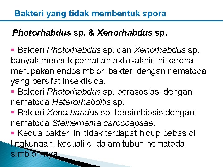 Bakteri yang tidak membentuk spora Photorhabdus sp. & Xenorhabdus sp. § Bakteri Photorhabdus sp.