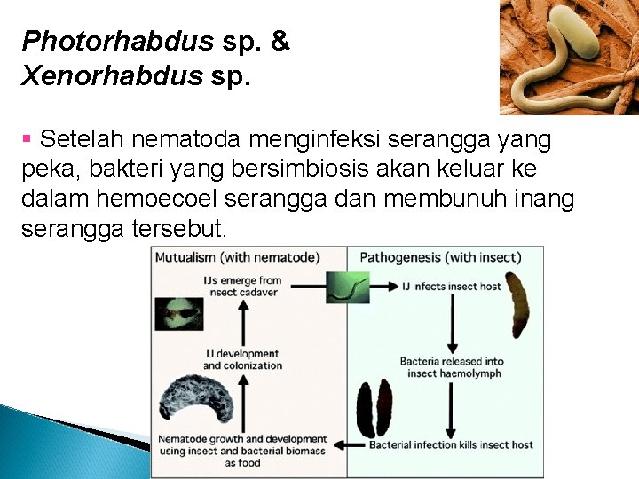 Photorhabdus sp. & Xenorhabdus sp. § Setelah nematoda menginfeksi serangga yang peka, bakteri yang