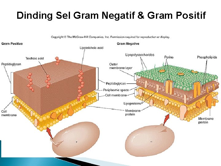 Dinding Sel Gram Negatif & Gram Positif 